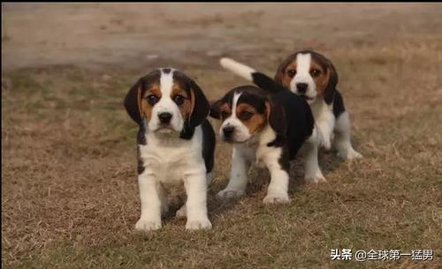 男狗狗适合取什么名字