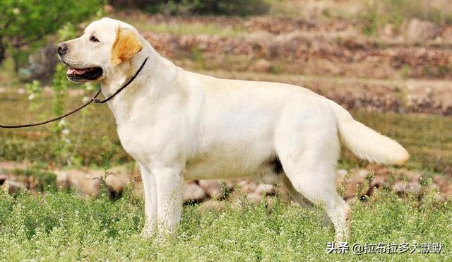 拉布拉多猎犬怎么样（拉布拉多猎犬优缺点）