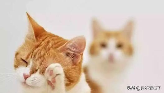 猫咪尿频而且每次只尿一点吃什么药