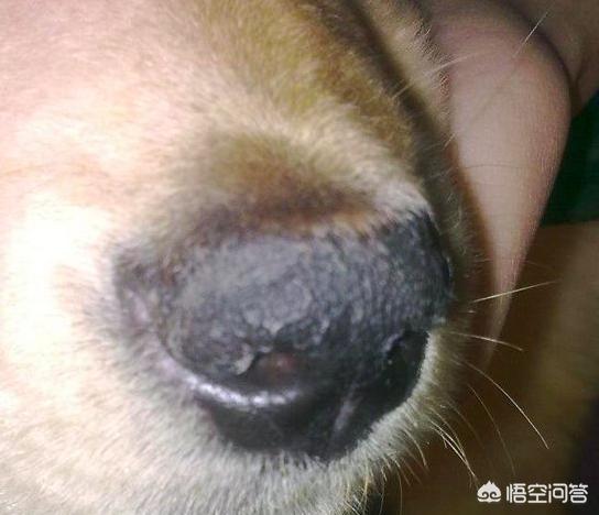 狗狗鼻子突然干了（狗狗鼻子突然干了是为什么）