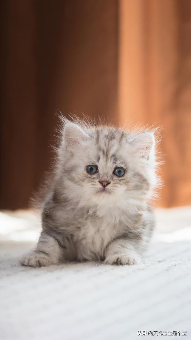 猫发情怎么办（哺乳期的母猫发情怎么办）