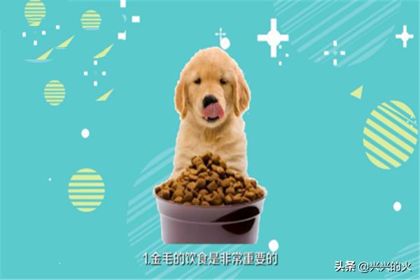 养金毛犬的方法（养金毛应该怎么养）