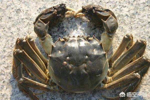 家养螃蟹吃什么食物（家养螃蟹吃啥）