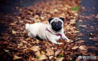 巴哥幼犬晚上一直叫怎么办（巴哥幼犬晚上不睡觉）