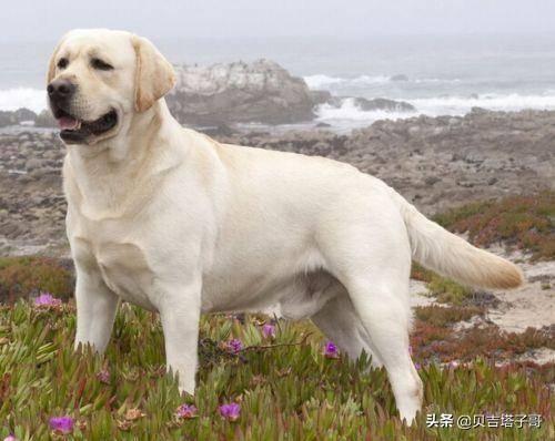 微型短毛猎犬狗（短毛小型犬的品种）