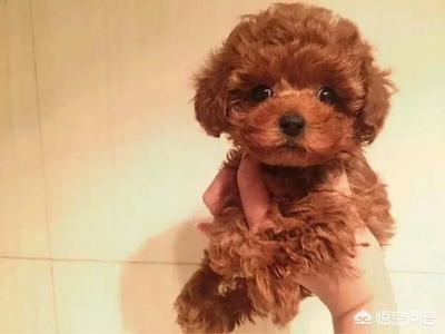 狗狗名字大全可爱 小女 泰迪