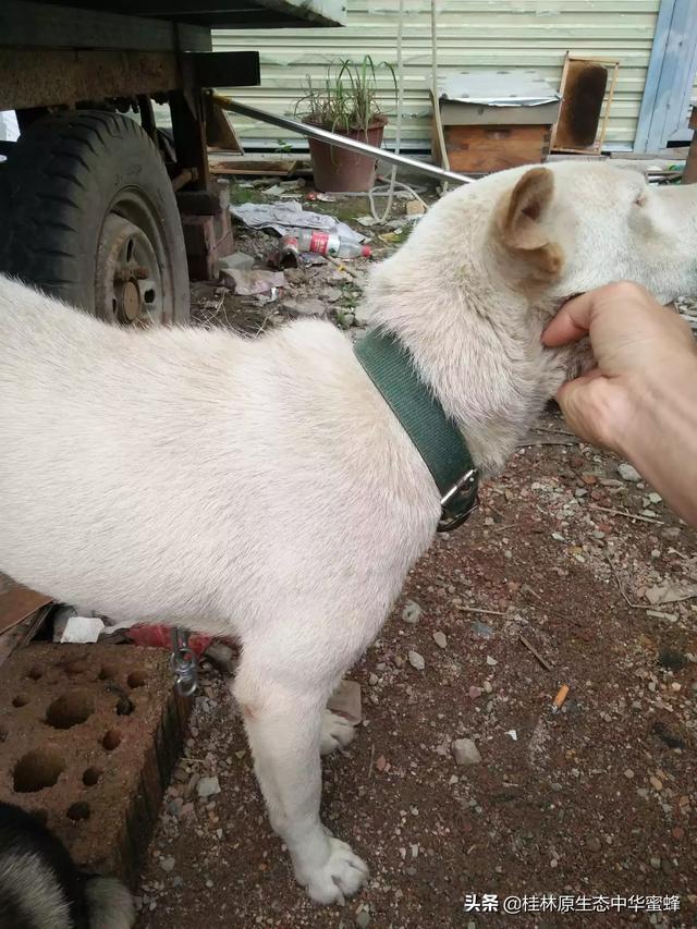 猎犬打猎视频训练（猎犬打猎在线观看）