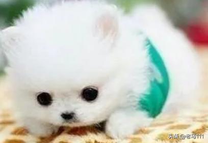 茶杯犬多少钱 好养吗（茶杯犬多少元一个）