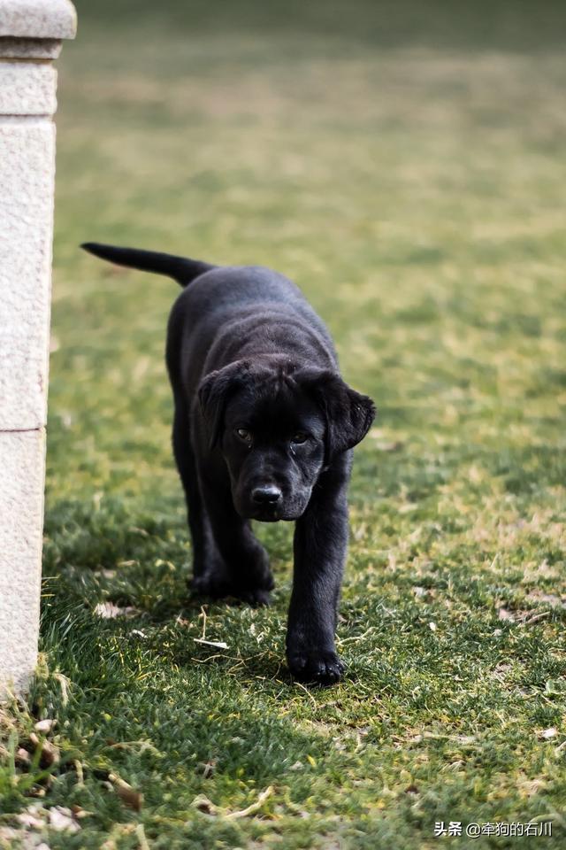 批发狗粮的地方在哪（哪里批发狗粮）