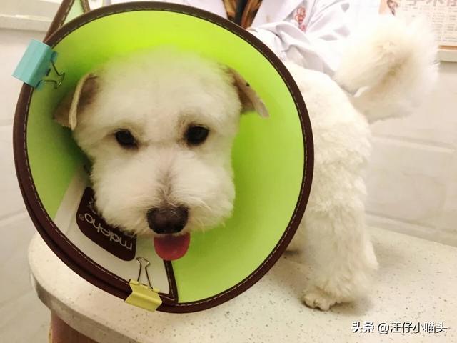 狗狗绝育后要注意什么（狗绝育后注意事项）