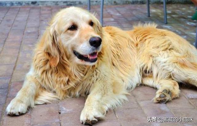 金毛狗狗拉肚子（金毛狗狗拉肚子吃什么药好见效快）