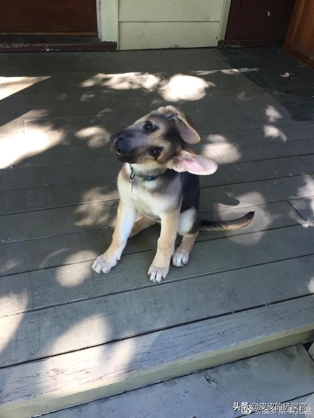 母狗身材照片（母狗身材照片真实）