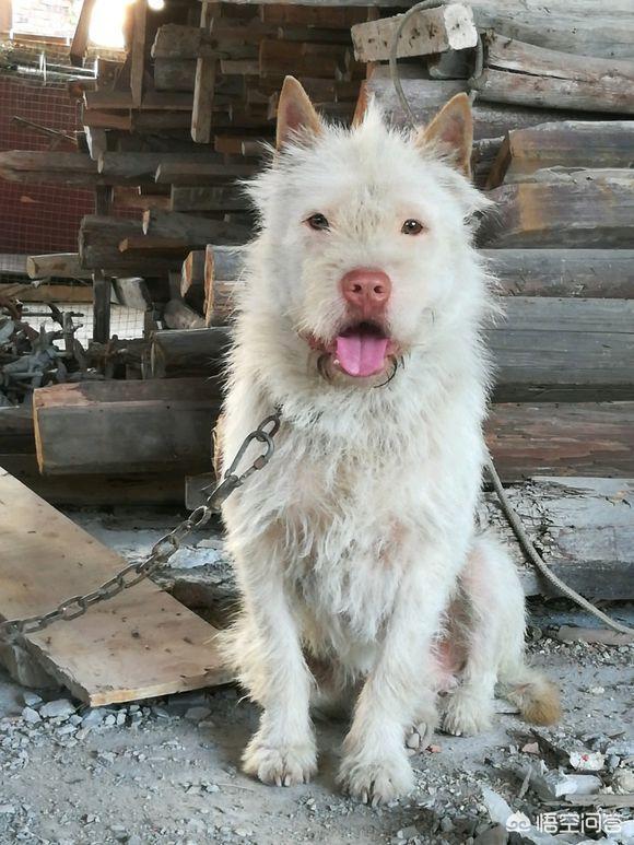 中国本土猎犬品种（中国本土猎犬种类）