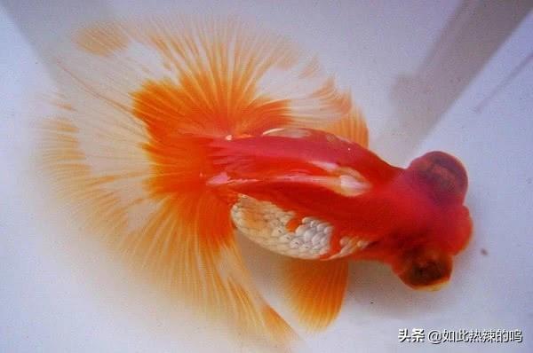 什么宠物好养又干净便宜又小不臭