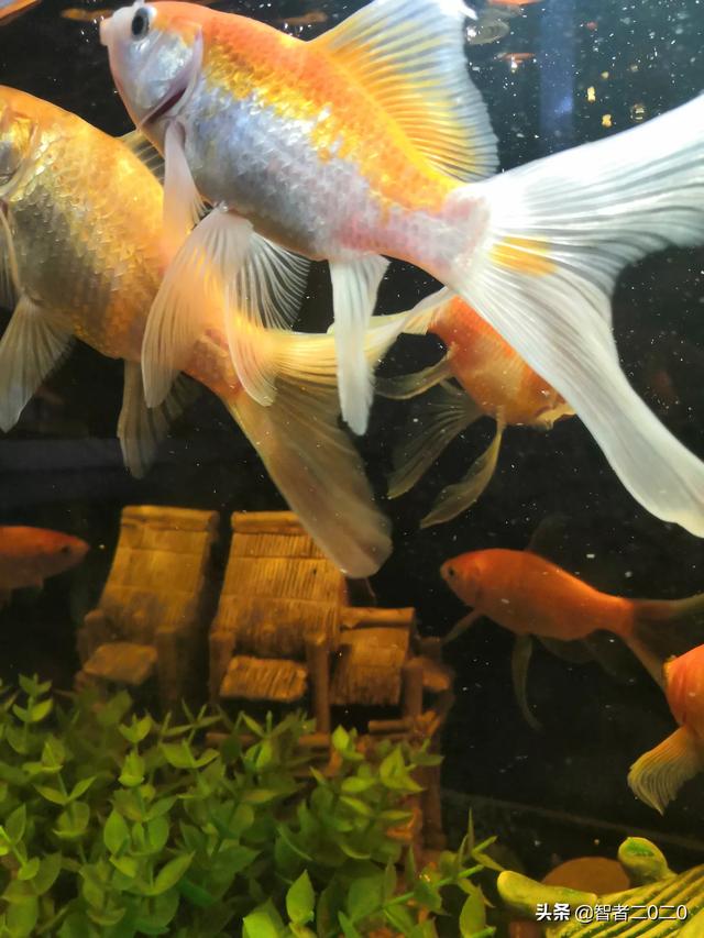 宠物鱼长什么样（宠物鱼图鉴）