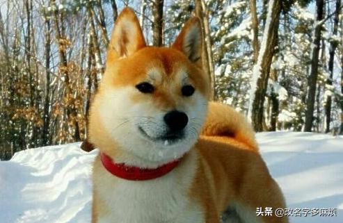 柴犬和秋田犬的关系（柴犬和秋田犬的关系是什么）