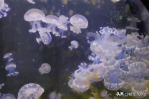 水母吃什么食物（小型水母吃什么食物）