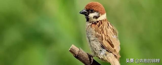 麻雀的寿命是多少年（麻雀的寿命一般多少年）