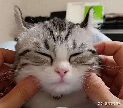 小猫吃什么能发腮（小猫吃什么能发腮长胖）