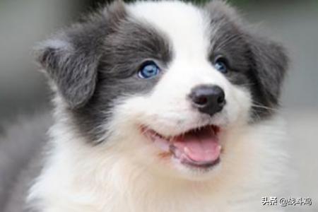 黑色小边牧图片（黑色边牧幼崽图片）