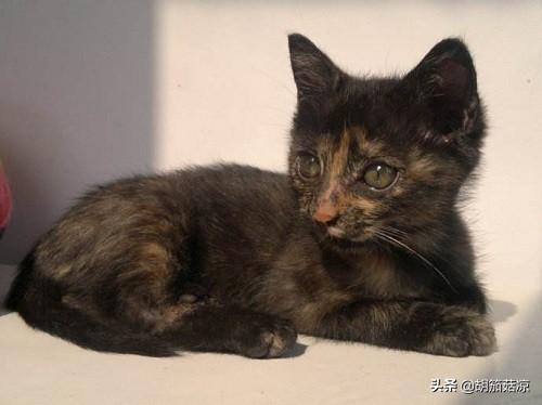 猫鼻支是什么原因造成的（猫鼻支该怎么办）