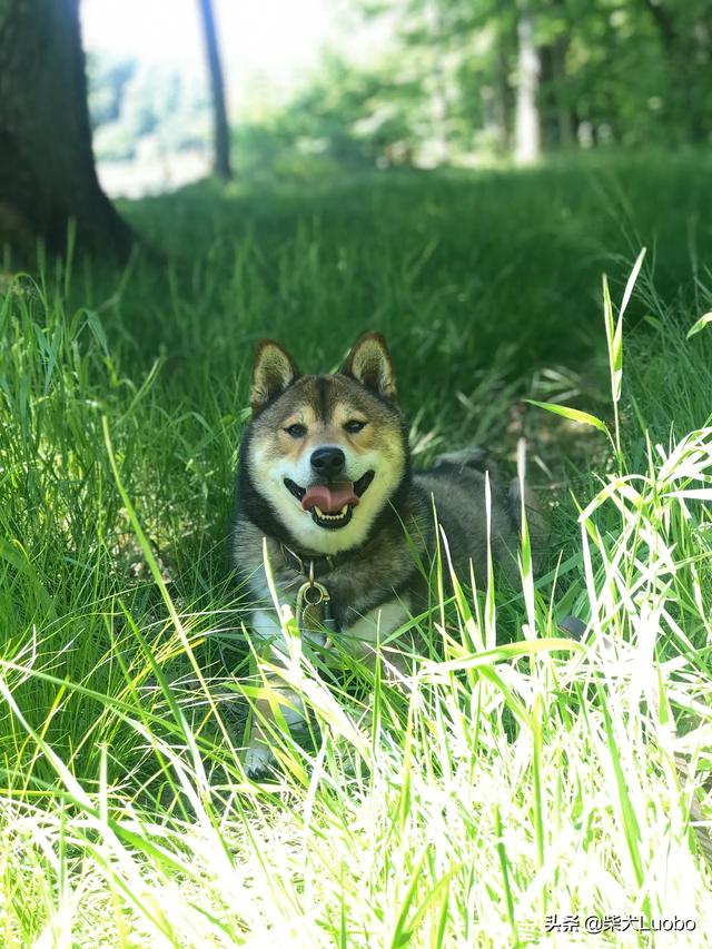 柴犬性格特点和主要缺点及不足