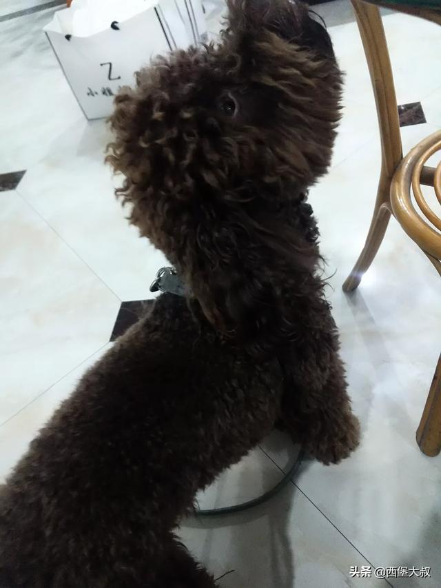 杭州卖狗市场（杭州狗市场在哪个地方）