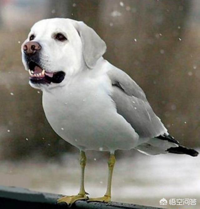 鸟的品种图片大全（鸟的品种图片大全灰色）