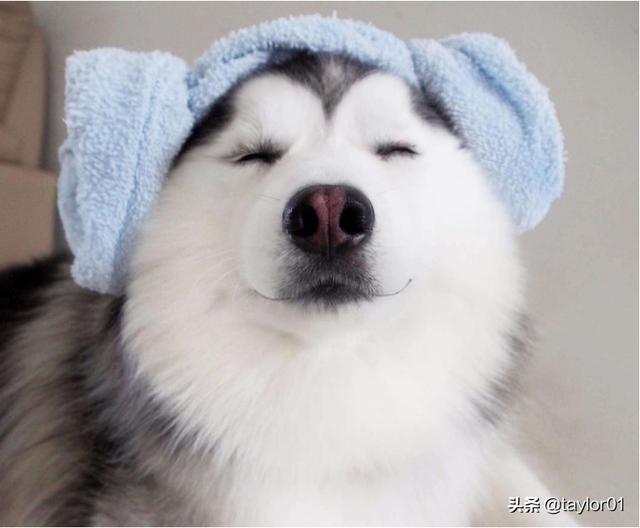 哈士奇汪汪叫不纯吗（哈士奇嘤嘤叫）