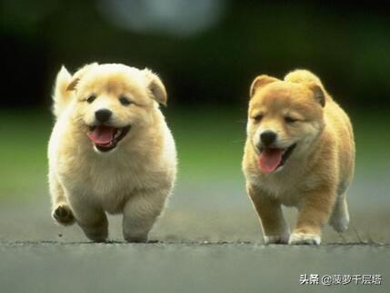 白色狗狗取名（白色狗狗取名字吉利）