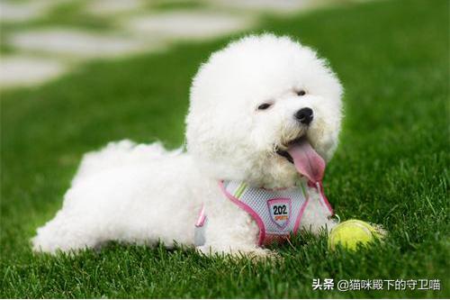 狗吃什么食物补钙最好（狗吃什么食物补钙最好最快）