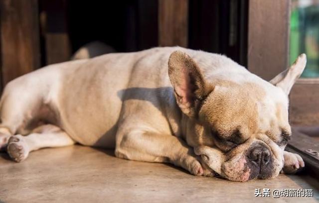 狗感冒吃什么药没效果（狗感冒了吃什么药 人吃的行吗）