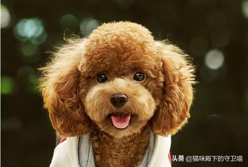 泰迪狗感冒吃什么药（泰迪感冒了吃什么）