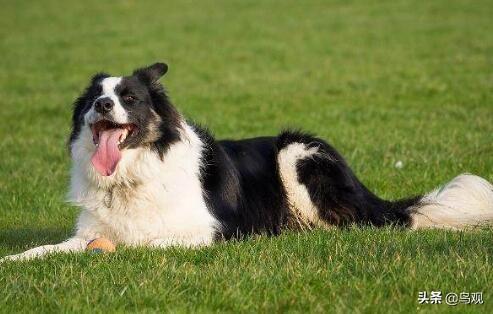 狗的智商有多少分（狗的智商数值）