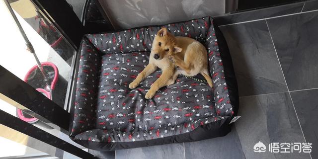 得了细小病怎样治疗（得了细小症状）