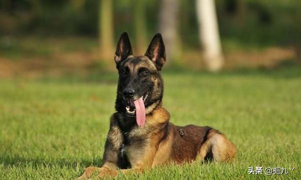 马犬起名字大全（马犬起名字大全带马）