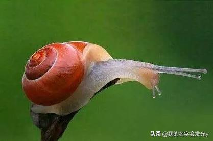 冬眠的小动物有哪些动物（冬眠的小动物有哪些动物呢）