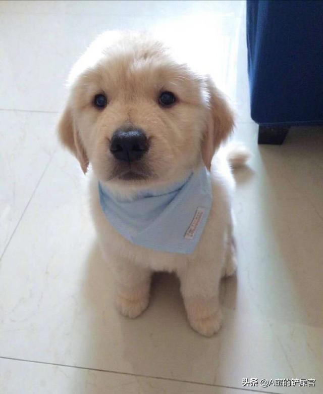 刚满月的小狗怎么养（刚满月的小狗怎么养比较好）