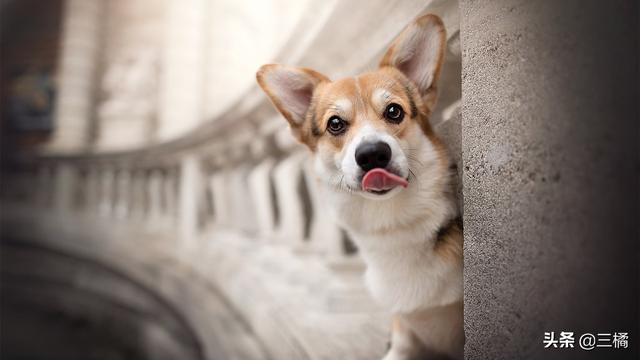 狗吃了巧克力灰怎么办（狗狗吃了巧克力怎么救）