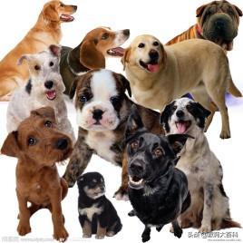 自制狗粮教程（自制狗粮最佳配方）