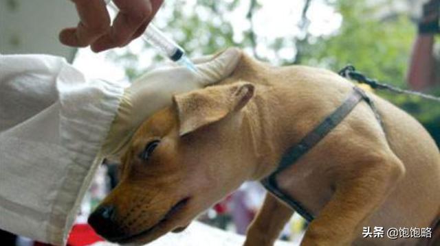 犬瘟热怎么治好的（犬瘟热怎么治好的快）
