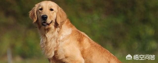 为什么好多人不喜欢养金毛（不建议养金毛的十种理由）