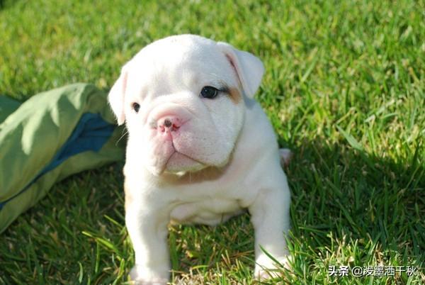 白色狗狗叫什么名字好听（白色狗狗叫什么名字好听文雅一点）