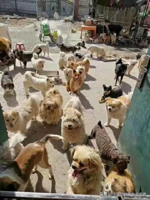 国内狗种类及介绍（中国狗狗种类）