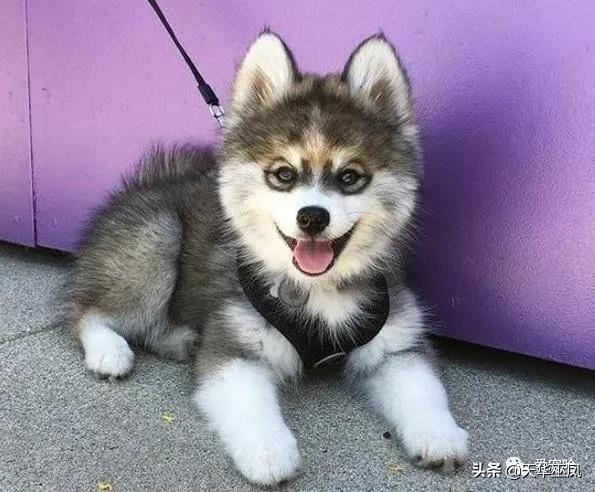 帮小狗取名字（帮小狗取名字霸气）