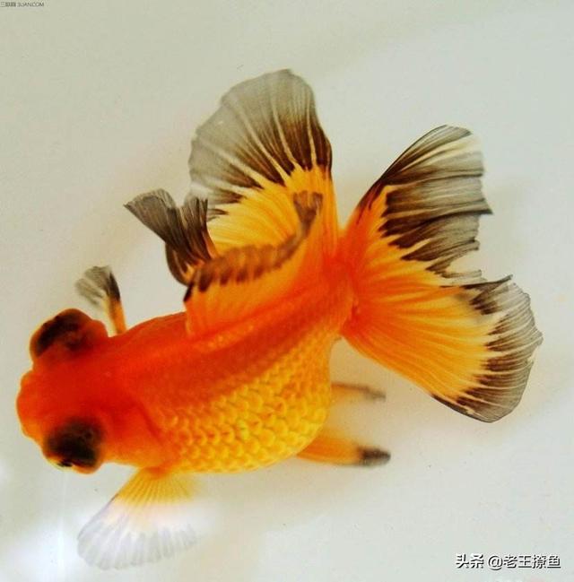 观赏鱼都有哪些（观赏鱼都有哪些品种）