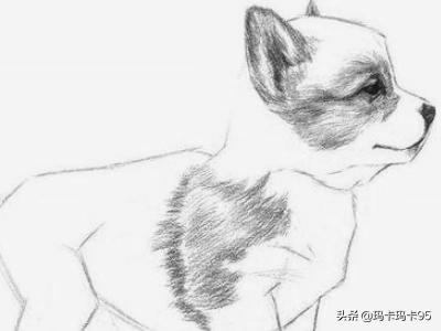 动物图片素描（动物图片素描画图片集）