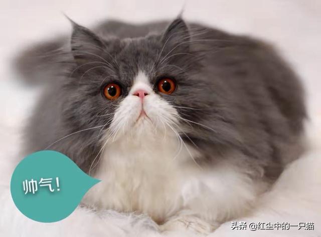 猫图片大全可爱猫咪背景图（猫图片大全可爱猫咪背景图动漫）