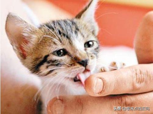 猫吸人是什么意思（猫吸人是怎么回事）