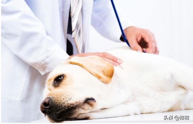 狗狗中毒是什么症状（狗狗中毒是什么症状图片）